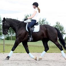 Anden særlig race Amigo R.I.P <3