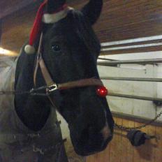 Anden særlig race Amigo R.I.P <3