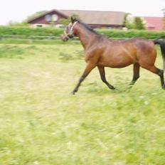 Anden særlig race Dear-lei <3 hvil i fred min engel