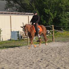 Haflinger Katarina *Guld ponyen*