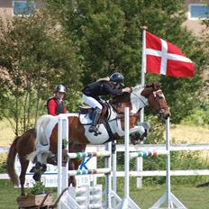 Pinto SIR PATRICK B-pony