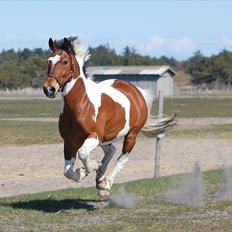 Pinto SIR PATRICK B-pony