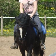 Anden særlig race Flying Paplo(Papsi)MIIN<3 SOLGT