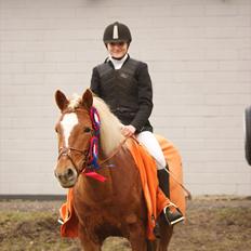Haflinger Katarina *Guld ponyen*