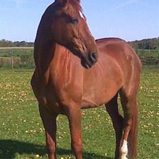 Dansk Varmblod Mirelle Kongeådal RDH R.I.P.