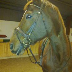 Dansk Varmblod Mirelle Kongeådal RDH R.I.P.