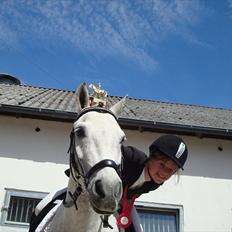 Welsh Pony (sec B) Bugsy Malone (savnet.)