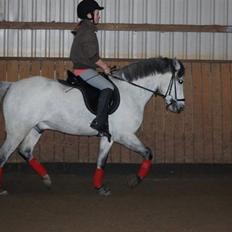 Welsh Pony (sec B) Bugsy Malone (savnet.)