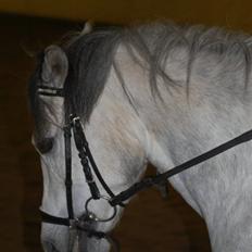 Welsh Pony (sec B) Bugsy Malone (savnet.)