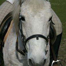 Anden særlig race Ofelia.
