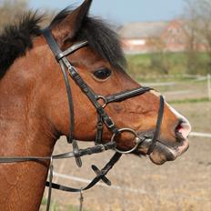 Anden særlig race °º•Ti amo•º°
