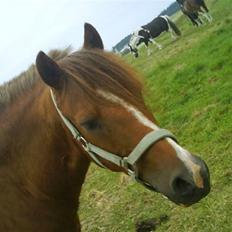 New Forest Shertan