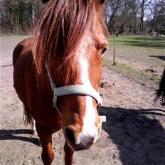 New Forest Shertan