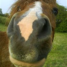 New Forest Shertan R.I.P