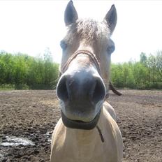 Fjordhest Amigo (Fjolle)
