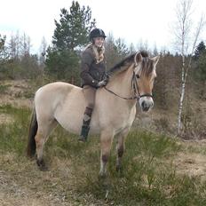 Fjordhest Amigo (Fjolle)