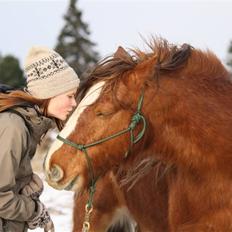Irish Cob SPIRIT