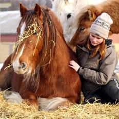 Irish Cob SPIRIT