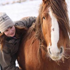 Irish Cob SPIRIT