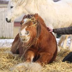 Irish Cob SPIRIT