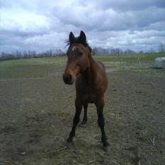 Traver Southall Hanover