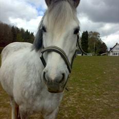 Welsh Pony af Cob-type (sec C) Joanna<3 Du var en ener!:')
