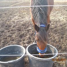 Traver haniball†16-05-2011†