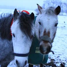 Anden særlig race SKOVGÅRDENS SHARNIE<3 -ninja-gede-knirke-