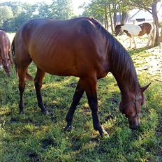 Standardbred Danbury