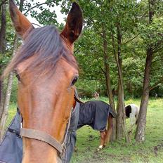 Standardbred Danbury