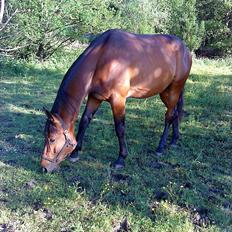 Standardbred Danbury