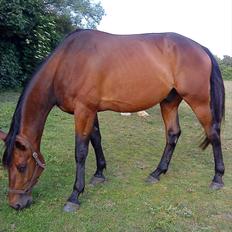 Standardbred Danbury
