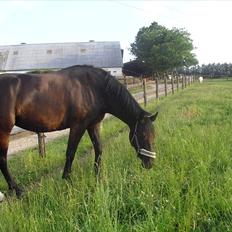Oldenborg Barcardi