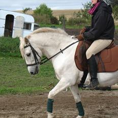 Welsh Pony (sec B) Prinzess of Beauty queen ( Pony)