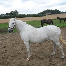Welsh Pony (sec B) Prinzess of Beauty queen ( Pony)