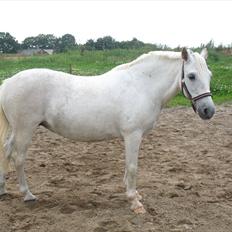 Welsh Pony (sec B) Prinzess of Beauty queen ( Pony)