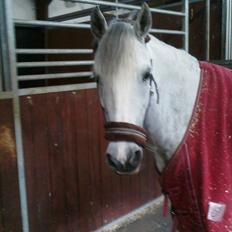 Welsh Pony af Cob-type (sec C) Joanna<3 Du var en ener!:')