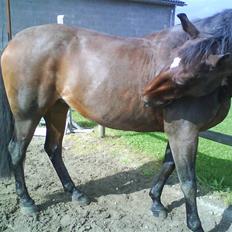 Oldenborg Scarlett