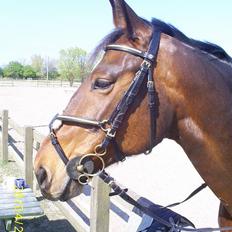 Oldenborg Scarlett