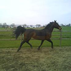 Oldenborg Scarlett