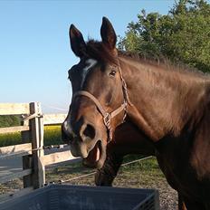 Oldenborg Sonny <3 Savner min piige!