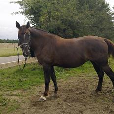 Oldenborg Sonny <3 Savner min piige!