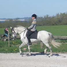 Hollandsk Sportspony Look At Me - SOLGT