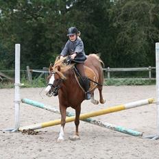 Welsh Pony af Cob-type (sec C) Gribsvads Lady Dee<3 snusken<3<3