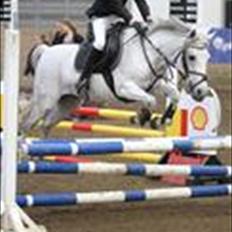 Hollandsk Sportspony *Jarka* (Jackie) Solgt:-(
