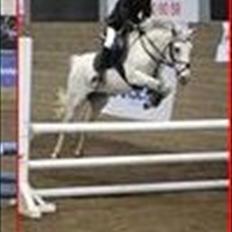 Hollandsk Sportspony *Jarka* (Jackie) Solgt:-(