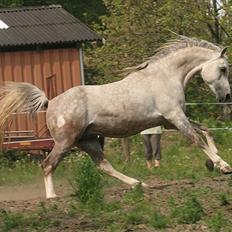 Arabisk fuldblod (OX) Wasoon