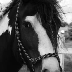 Irish Cob Mischa