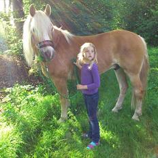 Tyroler Haflinger | Arkibal RIP