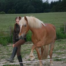 Haflinger Katarina *bronze vinder ved haflinger DM 2016*